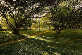 Bengaluru To Get 184-Acre Park Near Yelahanka; To Be The ‘Second Cubbon Park’, Says Karnataka Revenue Minister R Ashok