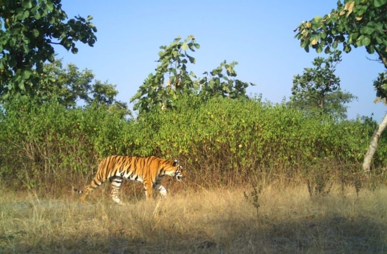 Webinar By Tourism Ministry Brings The Glory Of India’s Tigers Straight To The Viewers