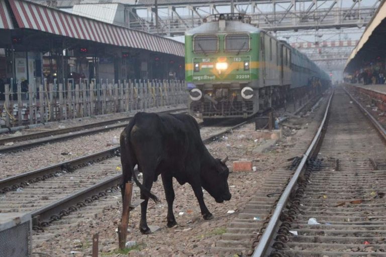 How Indian Railways Plans To Ringfence The Problem Of Cattle Run-overs